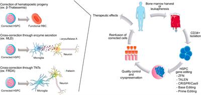 Hematopoietic stem and progenitors cells gene editing: Beyond blood disorders